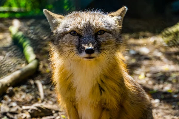 Cute Closeup Face Corsac Fox Tropical Wild Dog Specie Asia — Stock Photo, Image