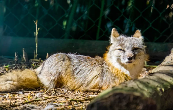 一只停在地面上的安哥拉狐狸的特写镜头 来自亚洲的热带狐狸 — 图库照片