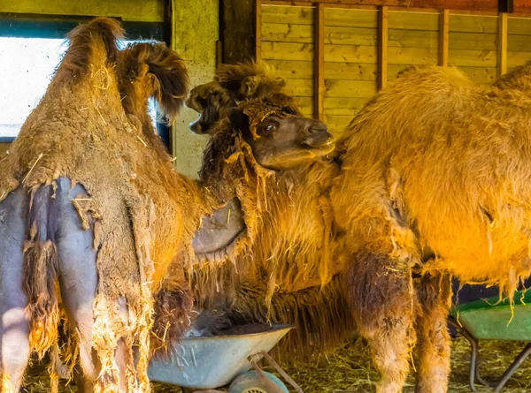 Gros Plan Chameaux Bactriens Avec Perte Cheveux Animaux Avec Alopécie — Photo