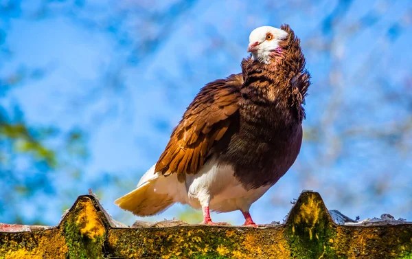 Beau Portrait Gros Plan Vieux Pigeon Capucin Hollandais Race Populaire — Photo