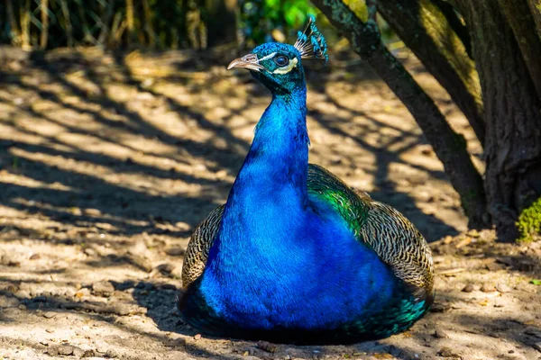 Hermoso Retrato Primer Plano Pavo Real Indio Especie Ave Ornamental —  Fotos de Stock