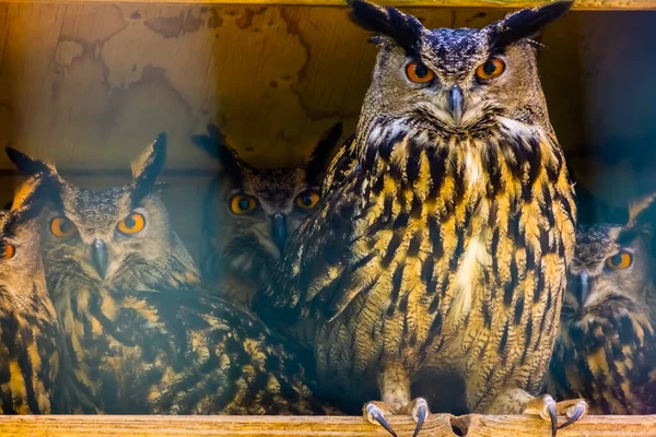 Beautiful Portrait Group Eurasian Eagle Owls Popular Bird Specie Form Stock Image