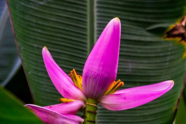 Pembe muz bitkisine yakın plan, Avustralya 'dan tropikal bitki türü.