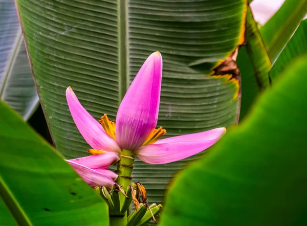Rosa Bananenblüte Nahaufnahme Tropische Pflanzenart Aus Australien — Stockfoto
