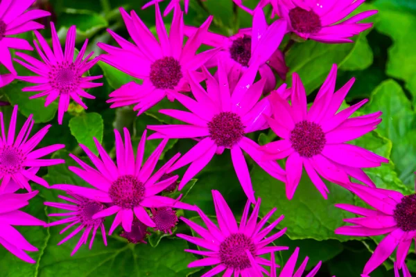 Красивый Крупный План Фиолетовых Сенетти Перикаллис Цветы Тропические Виды Растений — стоковое фото