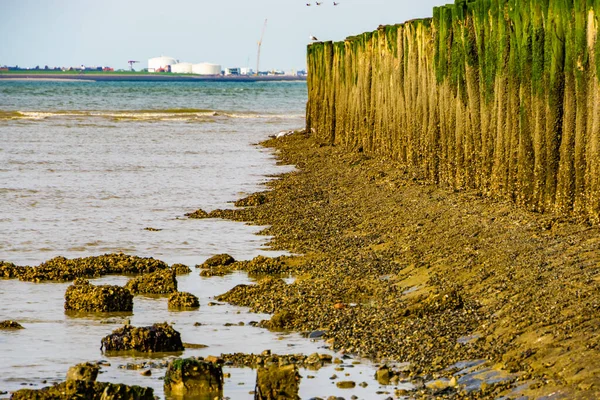 Vlissingen Zeeland Hollanda Sanayi Manzaralı Güzel Breskens Plaj Manzarası — Stok fotoğraf