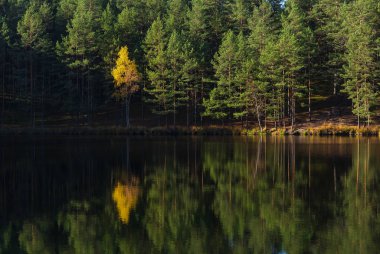 Ormanın arka planındaki sarı ağaç gölün üzerinde yansıyor. Yansıma simetrik