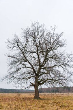 Sonbahar gökyüzü arka plan üzerinde yalnız eski meşe. Ayrılmış olabilir