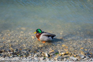 Çok önemli bir Drake Abrau Durso bahar güneşin tadını çıkarma
