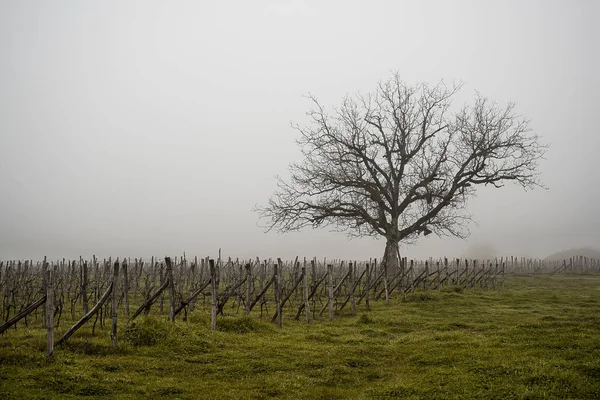 Alter Einsamer Baum Weinberg Nebel Georgien — Stockfoto