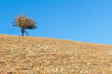 nazik bir yamaç üzerinde eski küçük ağaç