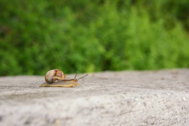 Beton üzerinde sürünen üzüm salyangozu