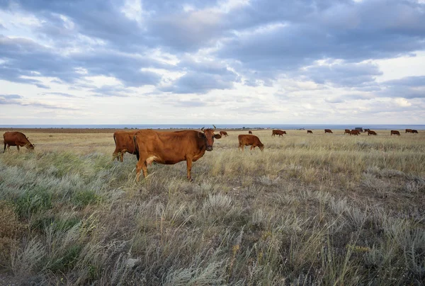 Коровы пасутся в степи на закате — стоковое фото