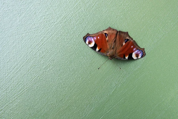 Colorful butterfly Nymphalidae Inachis io on gren background — Stock Photo, Image