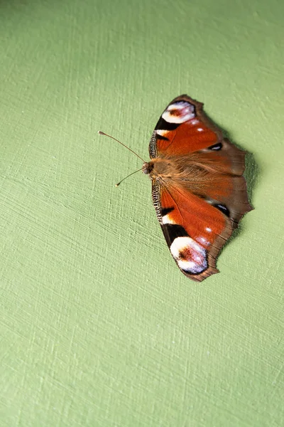 Kolorowe motyl Nymphalidae Inachis IO na tle Gren — Zdjęcie stockowe