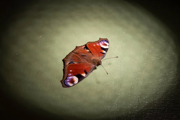 Papillon coloré Nymphalidae Inachis io sur fond vert — Photo