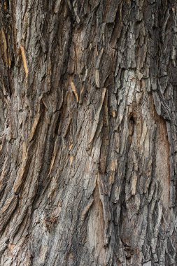 Eski ahşap ahşap meşe kabuğu arka plan dikey doku