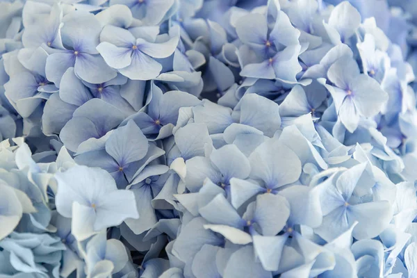 Fundo de flores de hortênsia azul em textura de buquê — Fotografia de Stock