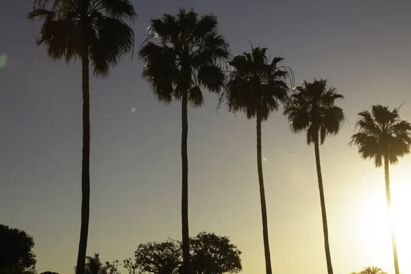 Пальмові Дерева Вечірнього Сонця Аеропорту Lax Лос Анджелес Каліфорнія — стокове фото