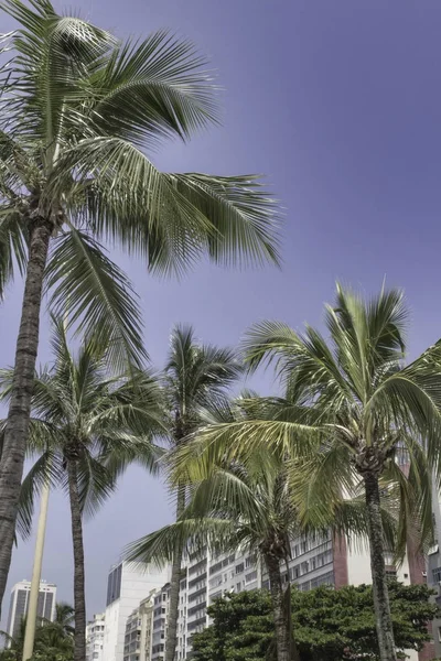 Některé Palmy Leme Rio Janeiro Brazílie — Stock fotografie