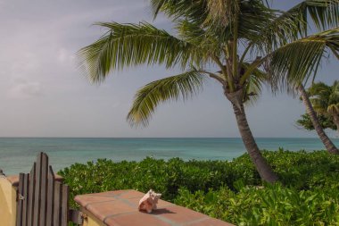 Sahilde palmiye ağaçları