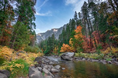 Nehir kenarında bulunan California'daki Yosemite Milli Parkı'ağaçları ile