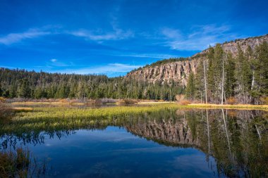Mammoth Lakes, Kaliforniya'da göl kenarındaki ağaçlar