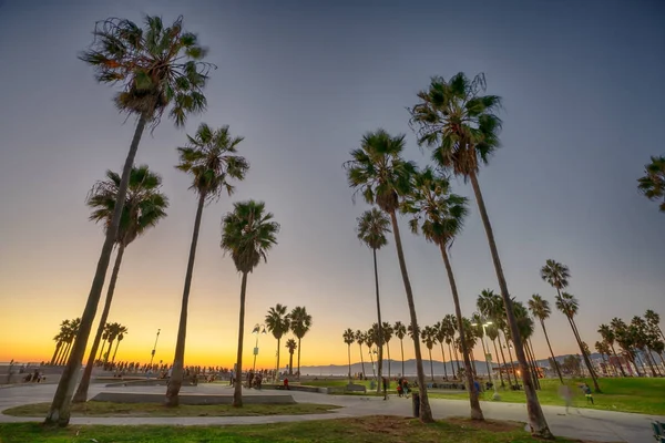 Palm Trees Beach Venice Beach California — Stock Photo, Image