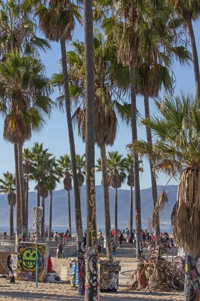 Palmeiras Venice Beach Los Angeles Califórnia — Fotografia de Stock