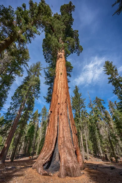 加州约塞米蒂国家公园附近的红杉树 — 图库照片