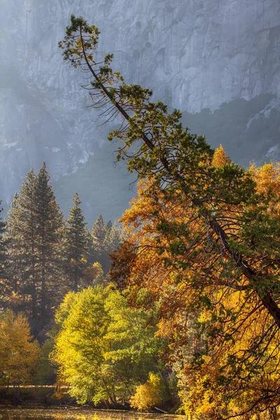 Yosemite Milli Parkı, California'daki Yosemite Vadisi'nde ağaçlar
