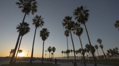 4k zaman atlamalı Venice Beach California beach ve palmiye ağaçlarının