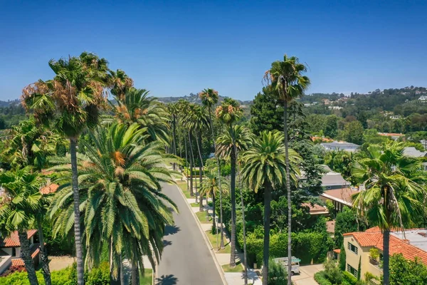 Amazing palm trees on the sunny day in Beverly Hills California — Stock Photo, Image