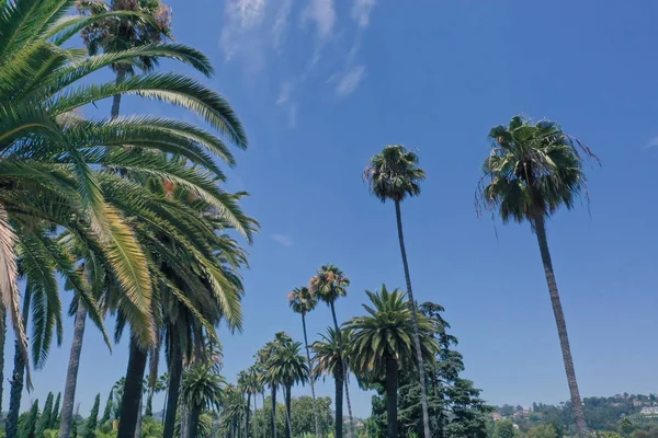 Beverly Hills Kaliforniya'da palmiye ağaçları — Stok fotoğraf