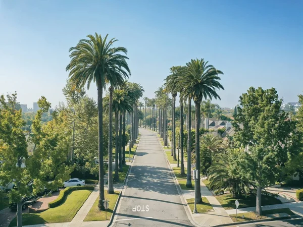 Palmy w porannym słońcu w Beverly Hills California — Zdjęcie stockowe