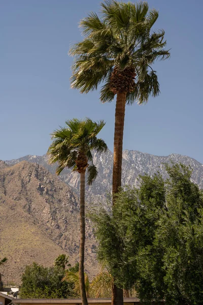 Tall palm trees against mountain background in Palm Spring California