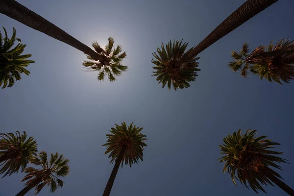 Tall Skinny Palm Trees Reaching Blue Sky Beverly Hills California — Stock Photo, Image