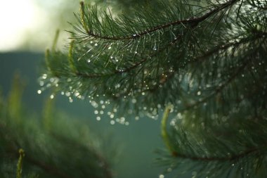 Yağmurdan ıslanmış ladin dalları, yakın plan, bulanık arka plan. Güneşte parlayan iğnelere damlalar.