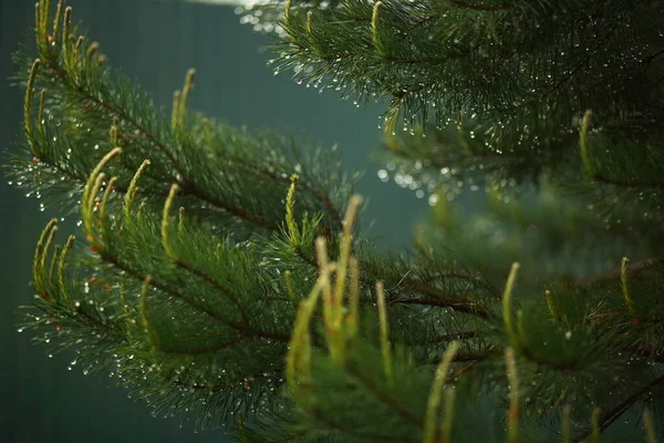 Branches Spruce Wet Rain Close Blurred Background Drops Needles Shining — Stock Photo, Image
