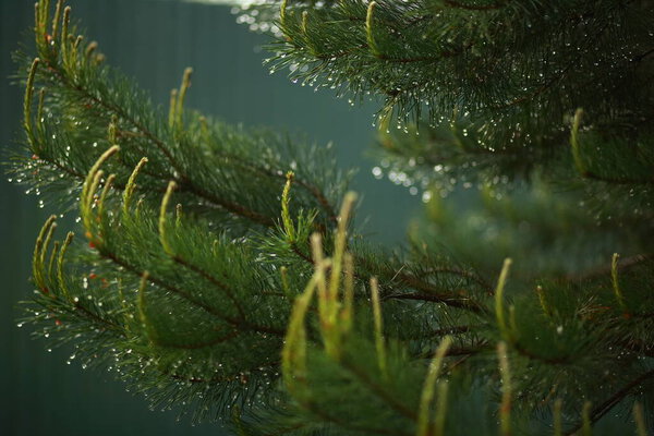 Branches of spruce, wet from the rain, close-up, blurred background. Drops on needles shining in the sun.
