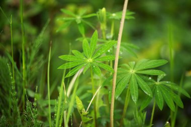 Otlar, otlar, çiy ve yağmur damlaları güneşte parlıyor. Yakın plan, bulanık arkaplan.