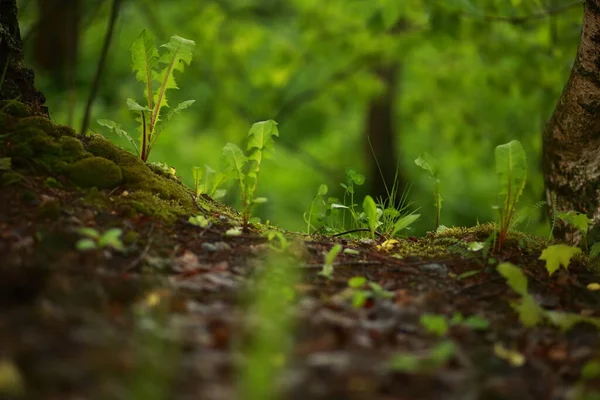 Paisaje Forestal Pradera Diente León Musgo —  Fotos de Stock