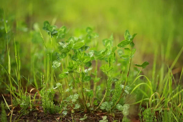 Hierba Pradera Malezas Rocío Gotas Lluvia Brillando Sol Primer Plano —  Fotos de Stock