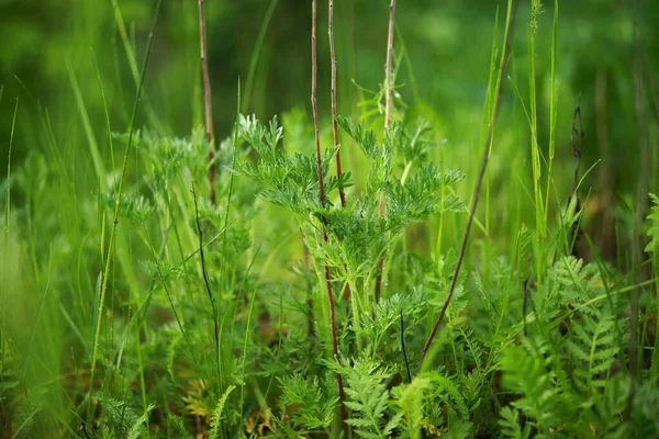 Hierba Pradera Malezas Rocío Gotas Lluvia Brillando Sol Primer Plano —  Fotos de Stock