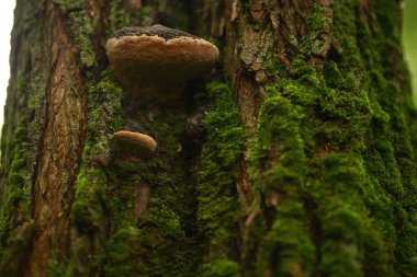 Ağaç gövdesi yosunla kaplanmış ve üzerinde mantarlar yetişiyor..