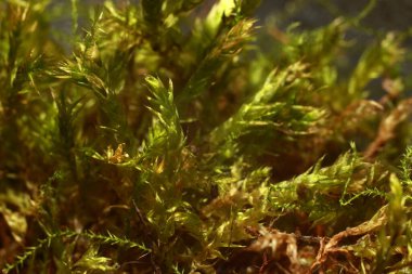 Cam kavanozda yosun yetişiyor. Macro içeriden ateş etti..