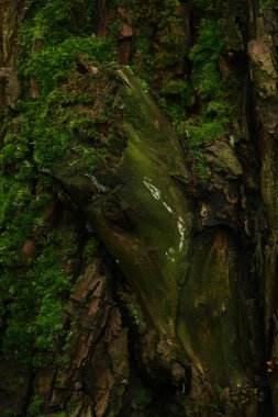 Ağaç gövdesi, yosun kaplı, yakın plan..