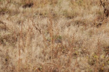 Sonbahar manzarası. Kuru ot tarlası. Odaklanan bazı bitkiler, bulanık arkaplan. Yumuşak, sıcak pastel renkler.