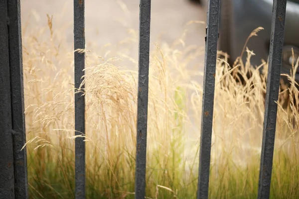 Yellow Grass Car Park Iron Fence — Stockfoto