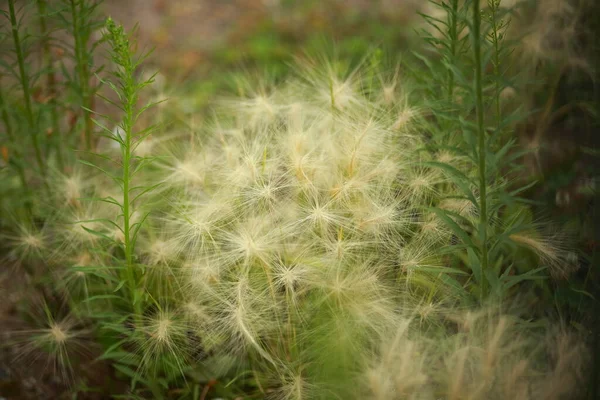 緑の草や雑草の中にふわふわの白い植物 — ストック写真